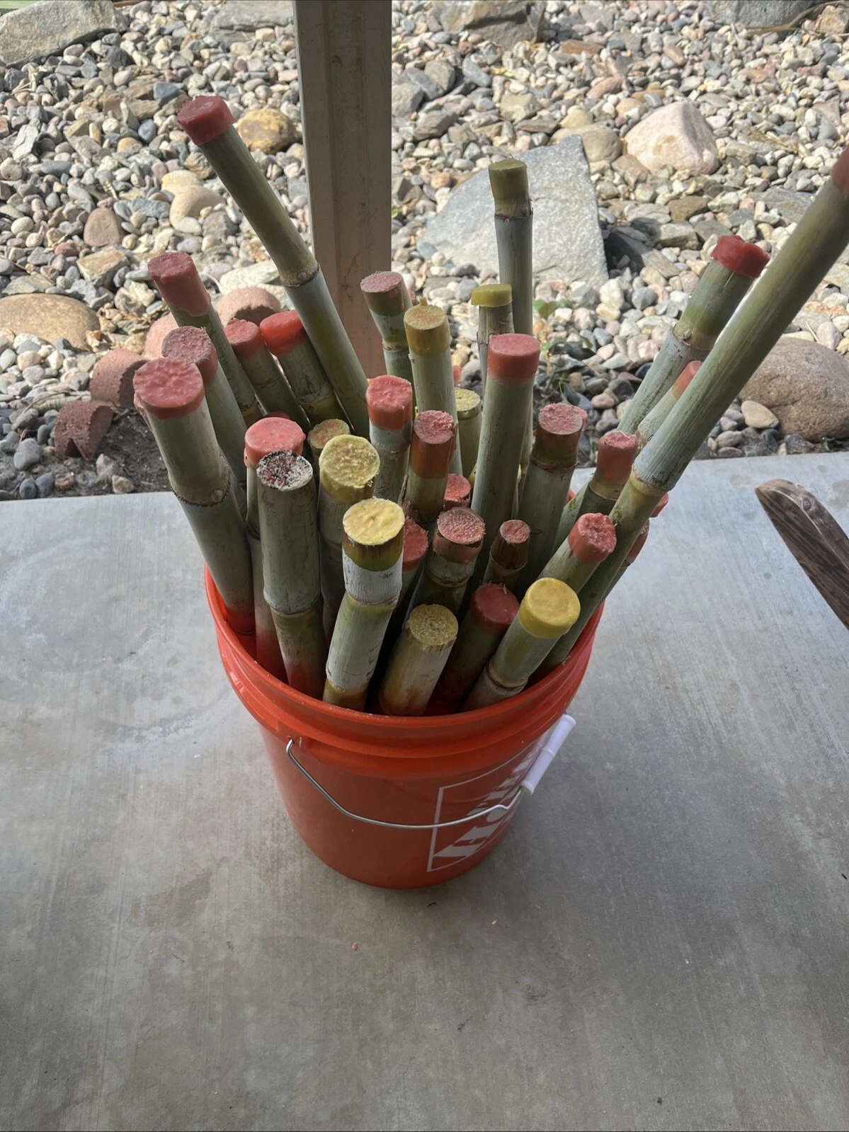 Fresh Sugarcane Cuttings 3 Pack | Saccharum officinarum Tropical Garden Starter Stalks