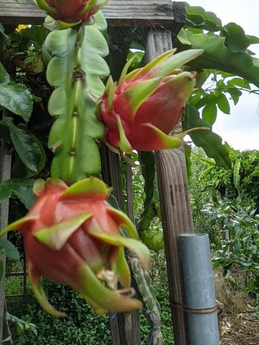 Red Dragon Fruit Cutting – Organic Hylocereus Stem for Rooting – Live Pitaya Plant from Uncle Charley Farm