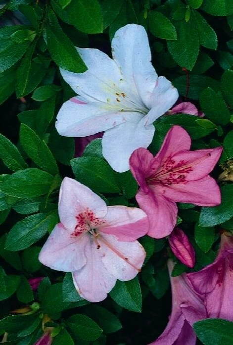 Rhododendron Tama no Hada Azalea Starter Plant – Deciduous Multi-Color Blooms for Garden or Container