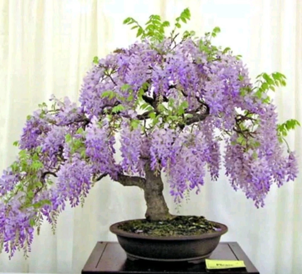 Blue Moon Wisteria Unrooted Cuttings – Wisteria macrostachya Vine, 3 Fresh Stems 6–8 Inches for Garden Propagation