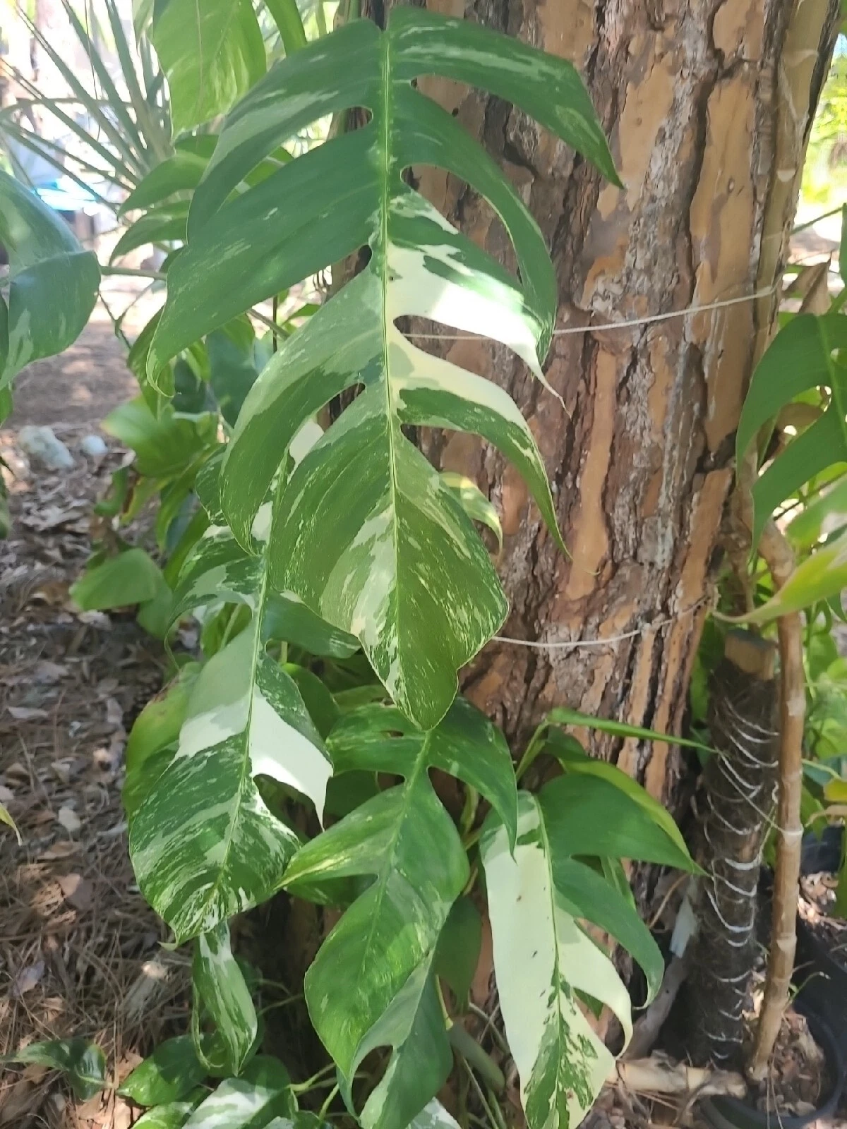 Epipremnum pinnatum Albo Variegated Cutting – Live Houseplant Propagation, Single Leaf Node, Green and White Variegation