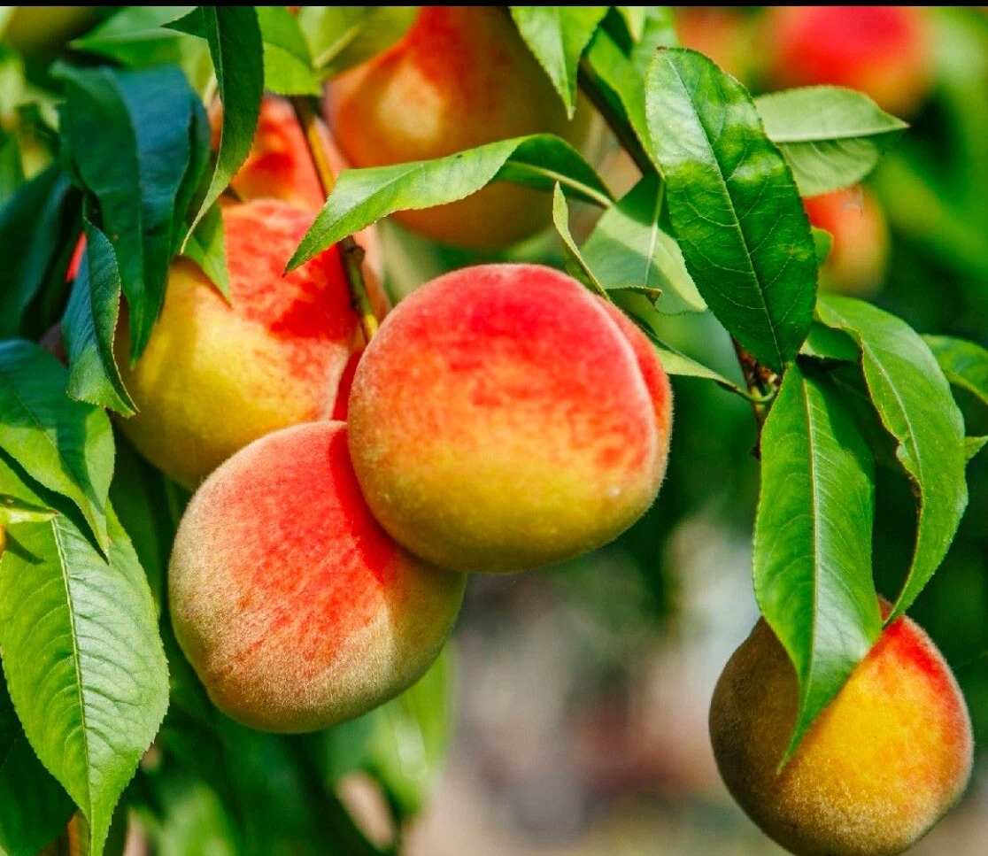 California Peach Tree Cuttings – 7 Live Unrooted Prunus Persica Fruit Tree Propagation Cuttings