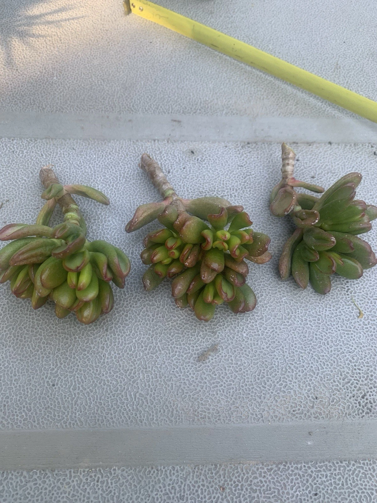 Crassula Ovata ‘Gollum’ Cuttings – 3 Live Succulent Propagation Plants, Ogre’s Ear / Hobbit Jade, Indoor & Outdoor Planting