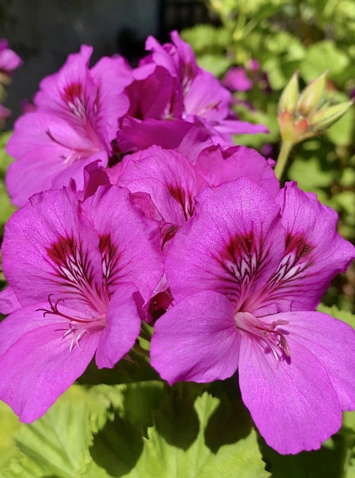 Pink Purple Geranium Cuttings – 5 Fresh Pelargonium Stems for Planting, Flowering Unrooted Plant Cuttings, Garden Flowers