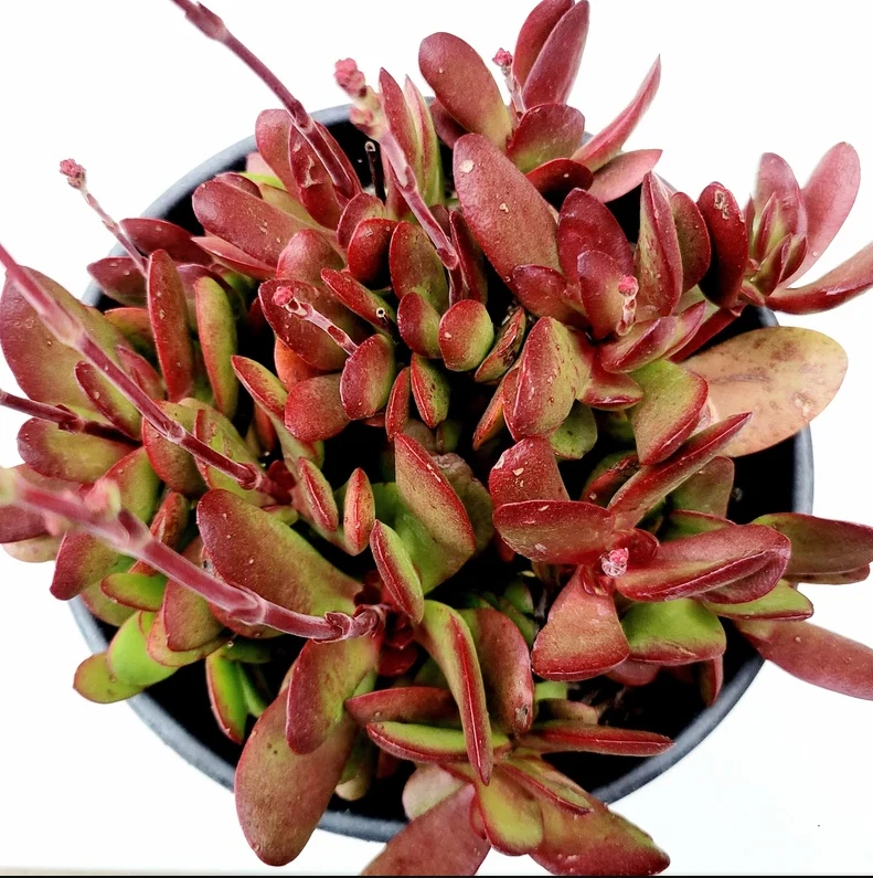 Crassula Clavata Succulent Live Plant – 4 Inch Bare Root for Container, Garden, Rock Garden, Indoor or Outdoor Planting