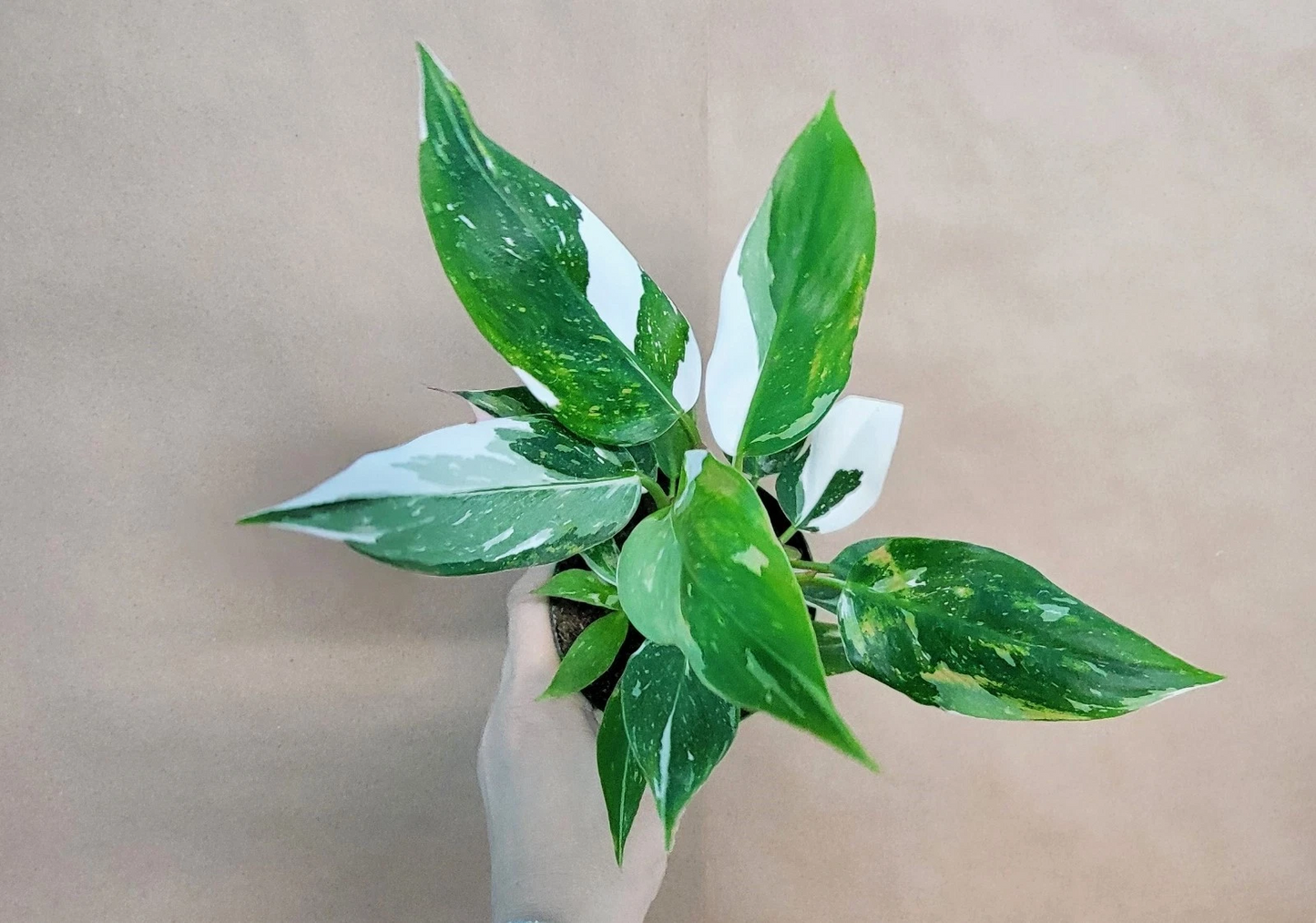 Philodendron White Princess – Live Variegated Houseplant in 4” Pot, Pink & White Foliage, Rare Aroid, Collector Plant