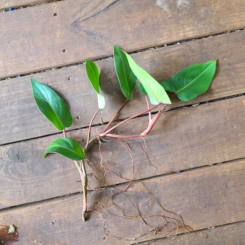 Philodendron Red Emerald Cutting – 7–10 Inch Stem for Rooting, Green and Red Foliage, Indoor Plant, Houseplant, Philodendron erubescens