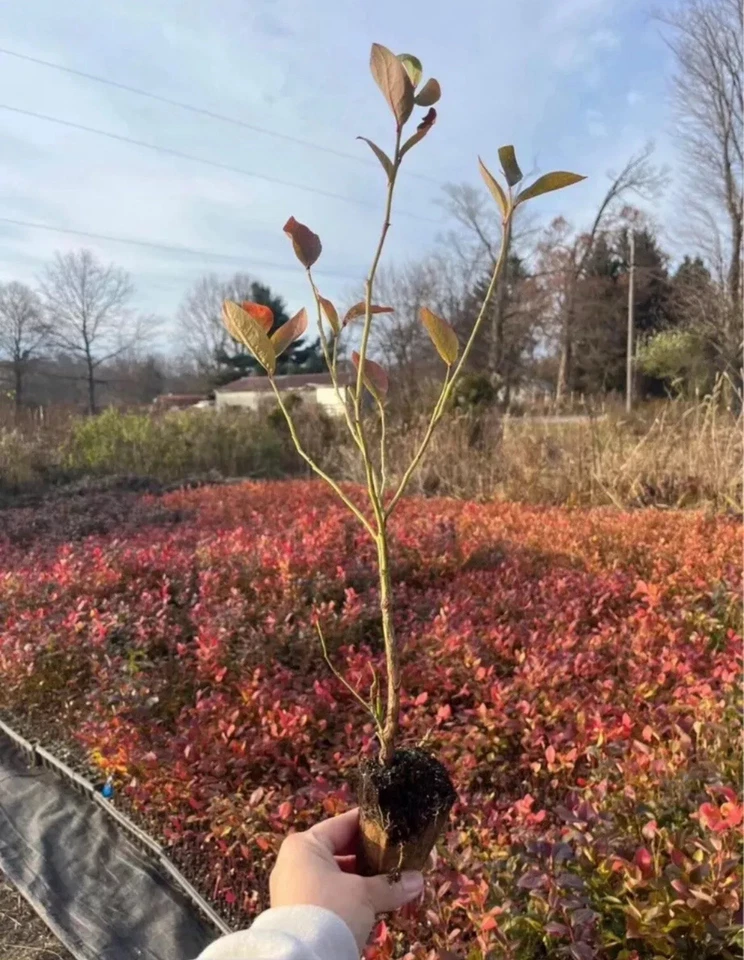 Blueberry Rooted Cuttings – 15 Vaccinium spp. Live Fruit Bushes for Garden or Containers