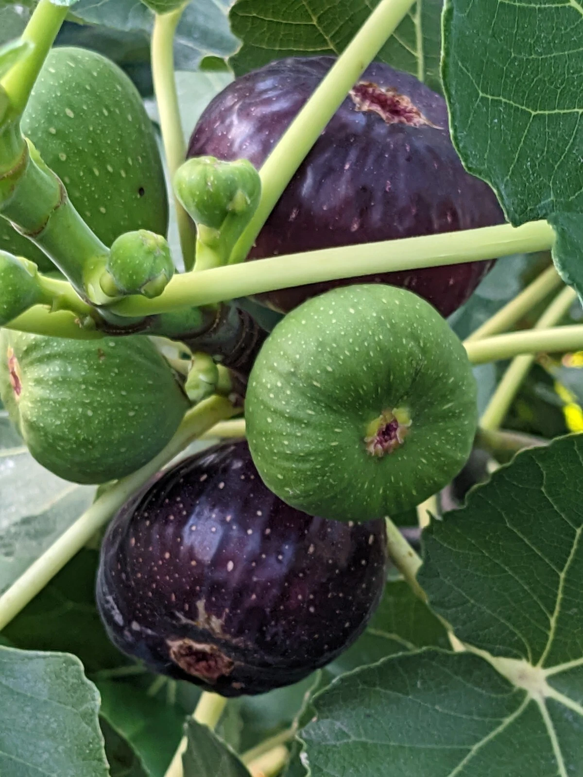 Black Mission Fig Tree Cuttings – 10 Unrooted Ficus carica Grafting or Rooting Planting Material