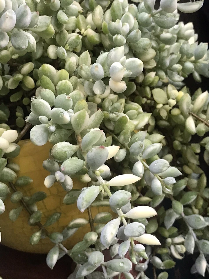 Variegated Cotyledon Pendens Cuttings – Rare Trailing Succulent, 3 Fresh 4" Stems, Echeveria-Like Plant for Hanging Pots