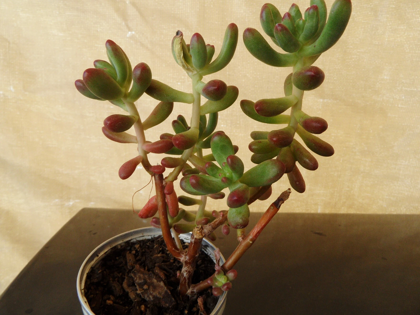 Sedum Pachyphyllum Jelly Bean Succulent Cuttings – 5 Live 4-Inch Stems for Pots, Arrangements, Propagation