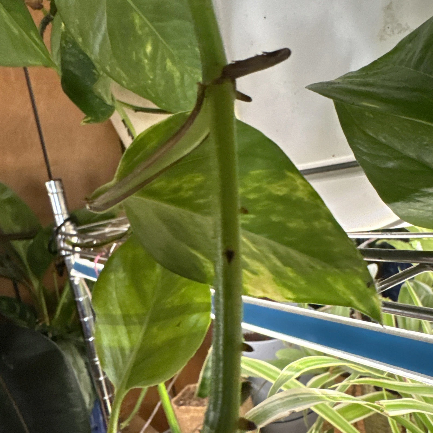 Golden Pothos Rooted Cutting – Epipremnum aureum Indoor Houseplant, Trailing Foliage, Easy Care, Variegated Green and Yellow