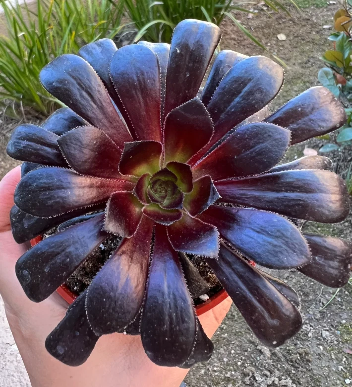 Aeonium ‘Black Rose’ Live Succulent Plant 2-Inch Potted Aeonium arboreum Zwartkop for Indoor Outdoor Gardening