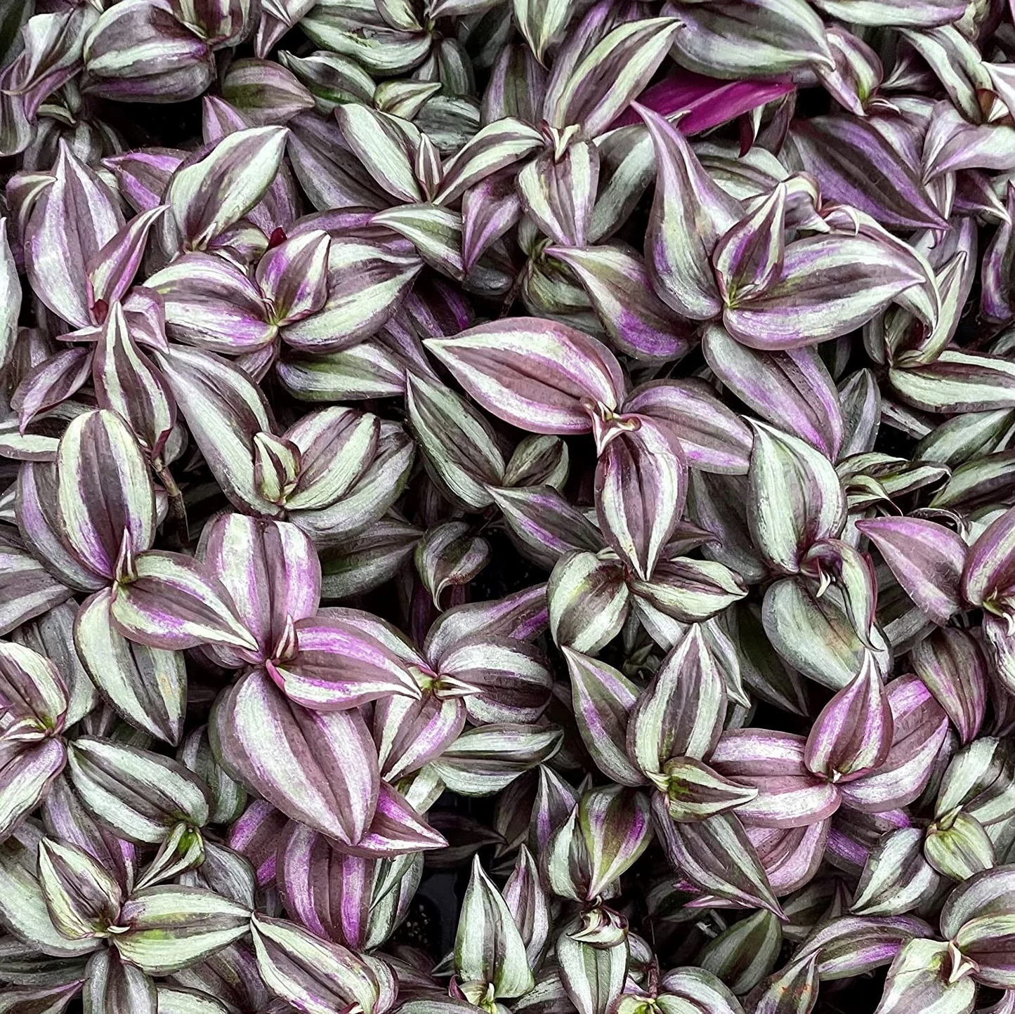 Tradescantia Zebrina Cuttings – 5+ Unrooted Purple Wandering Jew Plant – Trailing Houseplant Starter – Tradescantia pallida