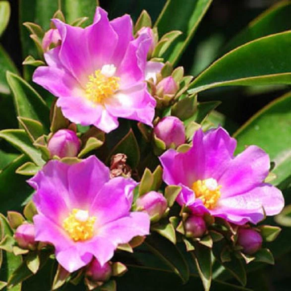Pereskia Grandifolia Seeds – 10 Exotic Leafy Cactus Tree Seeds – Rare Tropical Cactus Variety for Gardening and Plant Enthusiasts