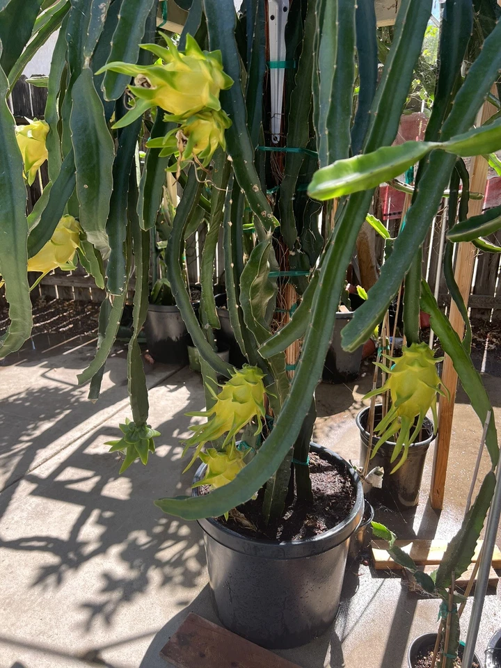 Yellow Dragon Fruit Cuttings 4 Pack – Israel Yellow Hylocereus Live Starter Stems for Growing Exotic Fruit Plants