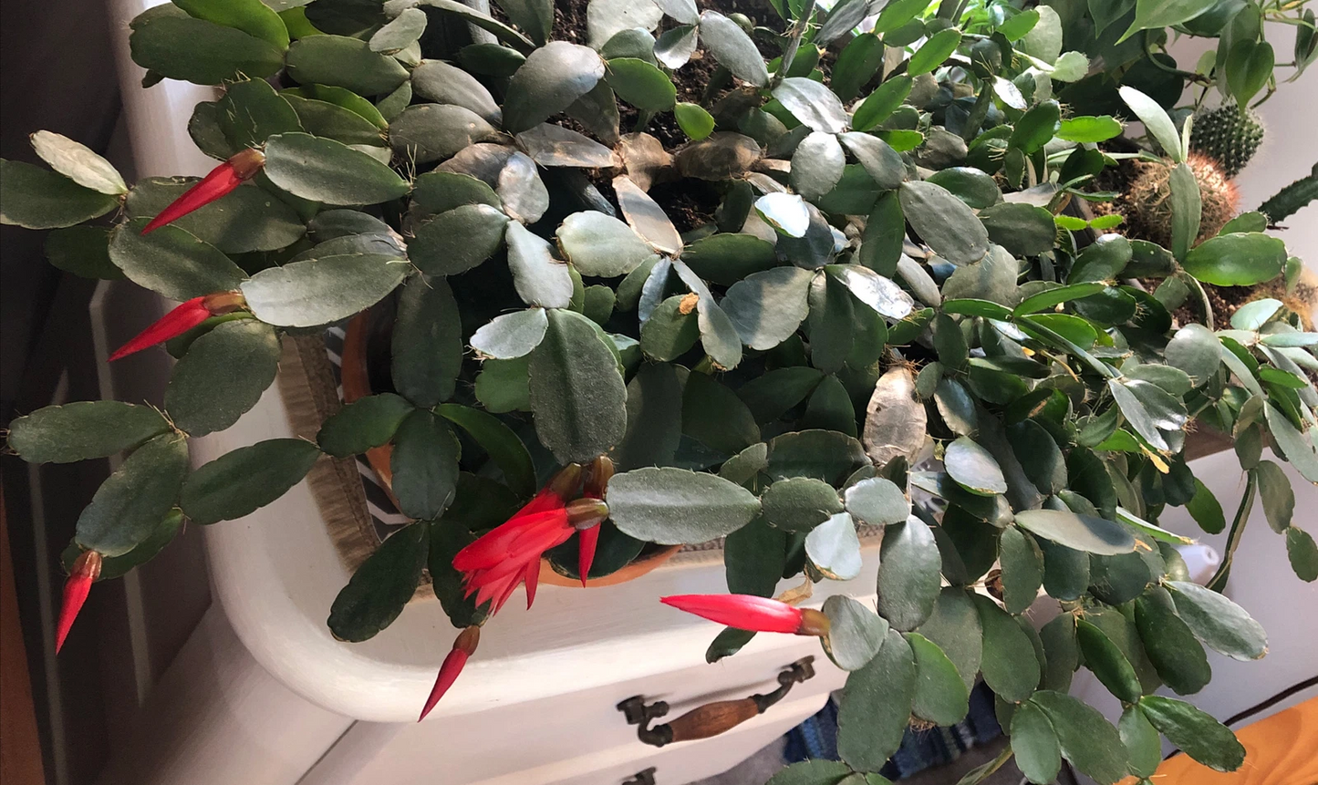 Easter Cactus Cuttings – 3 Unrooted Rhipsalidopsis gaertneri Propagation Clippings, 2 Segments for Indoor Growing