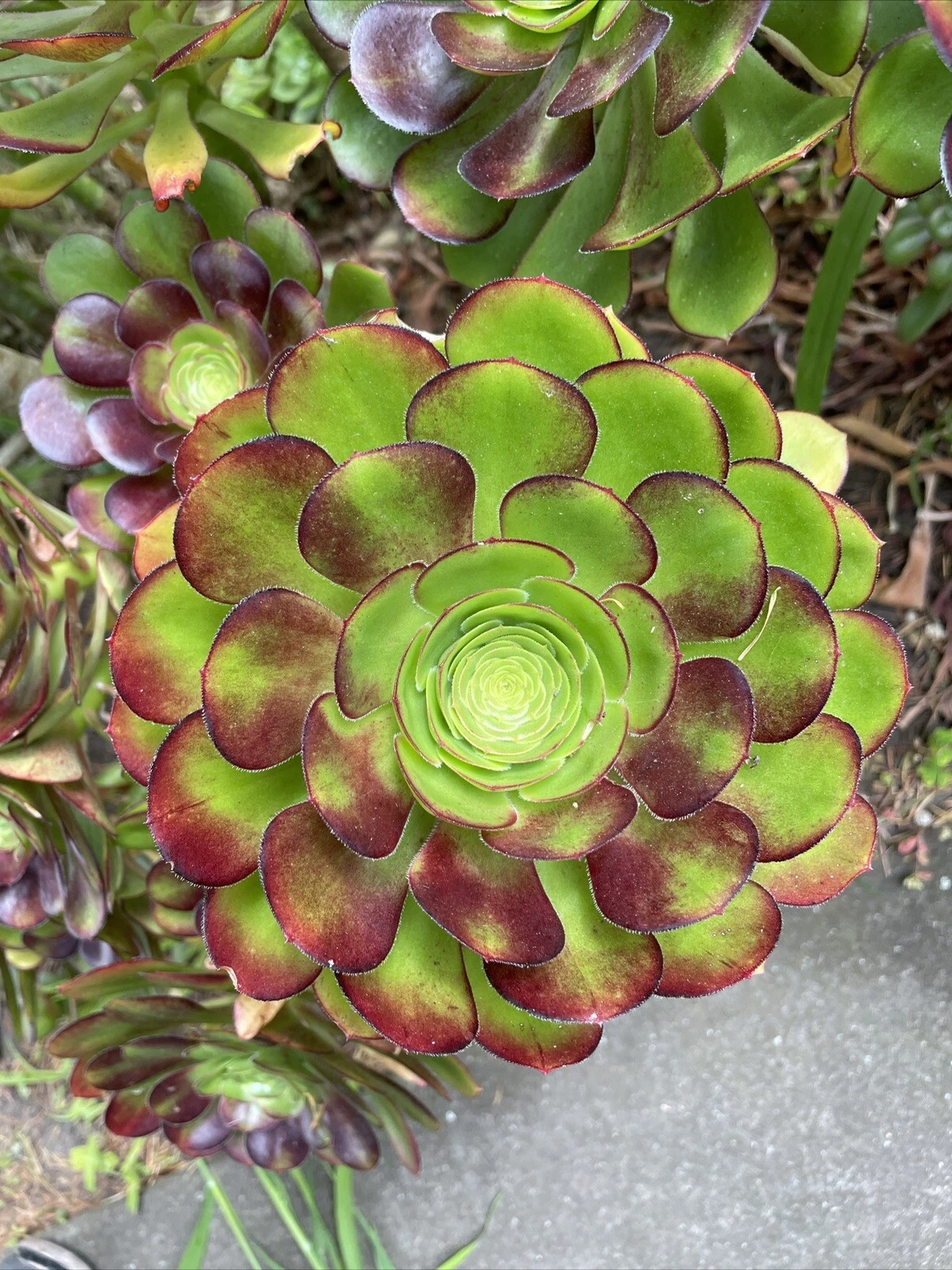 Big Rose Aeonium Cuttings – 4 Large Rosettes with Red Tips – Salad Bowl Succulent – Live Succulent Plants