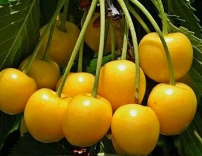 Yellow Cherry Tree Cuttings – Unrooted Grafting & Rooting Propagation Material – Donissens, Paula & Alexanders Prunus avium