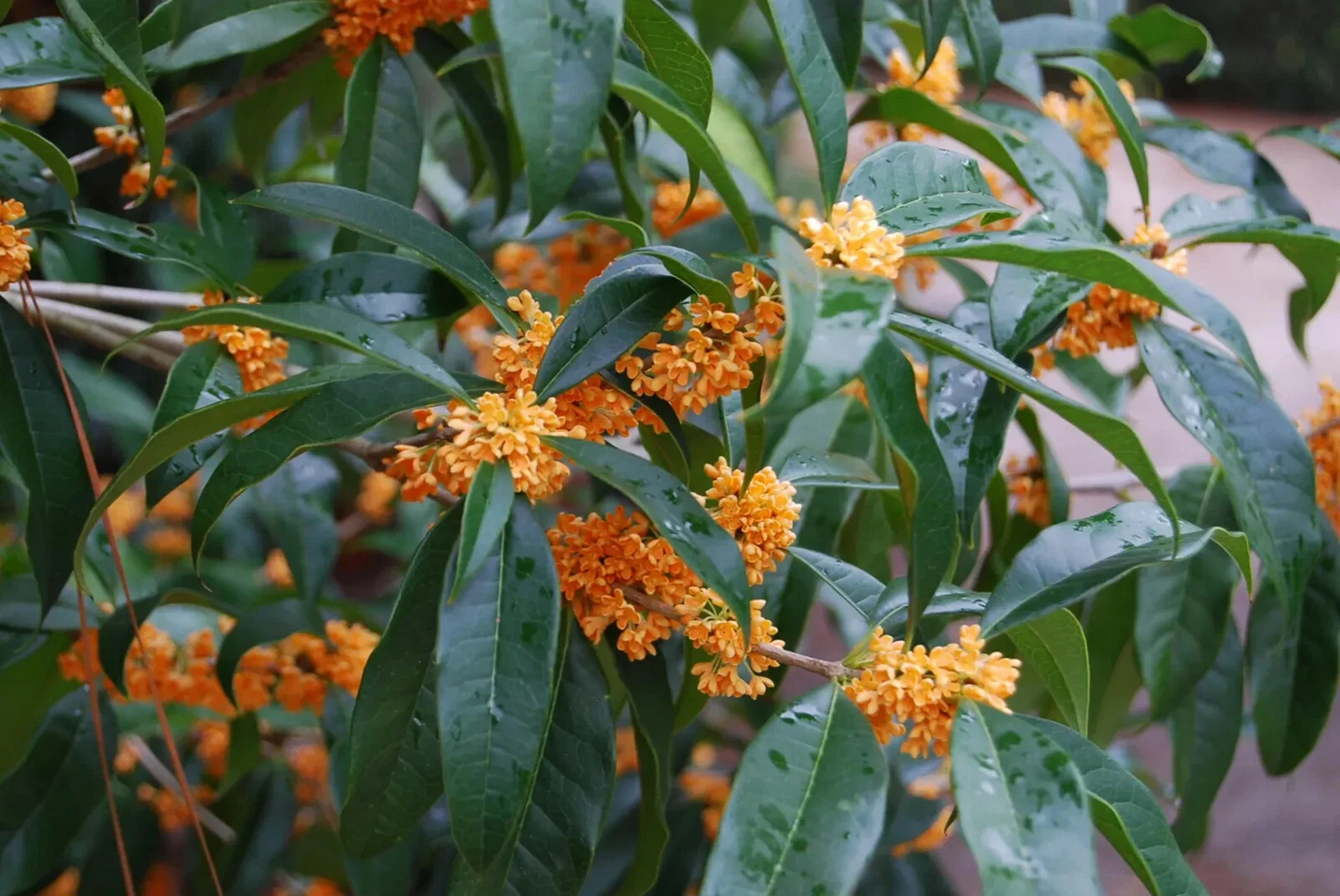 Apricot Echo Sweet Olive Osmanthus fragrans Rooted Starter Plant, Fragrant Evergreen Shrub for Garden, Patio, Border