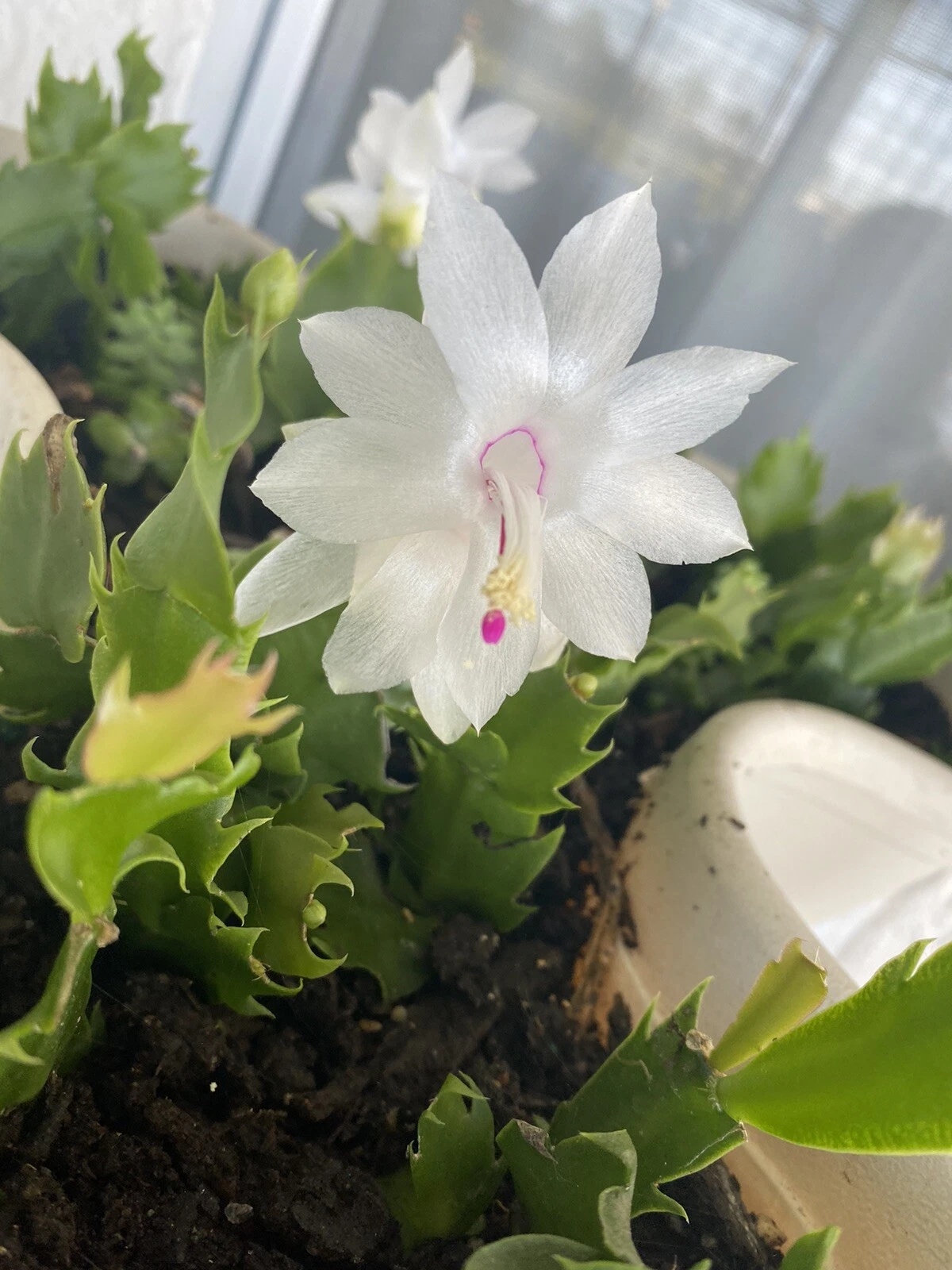 White Christmas Cactus Cuttings – 4–5" Schlumbergera spp. Unrooted Holiday Cactus Starter Plants for Indoor Propagation