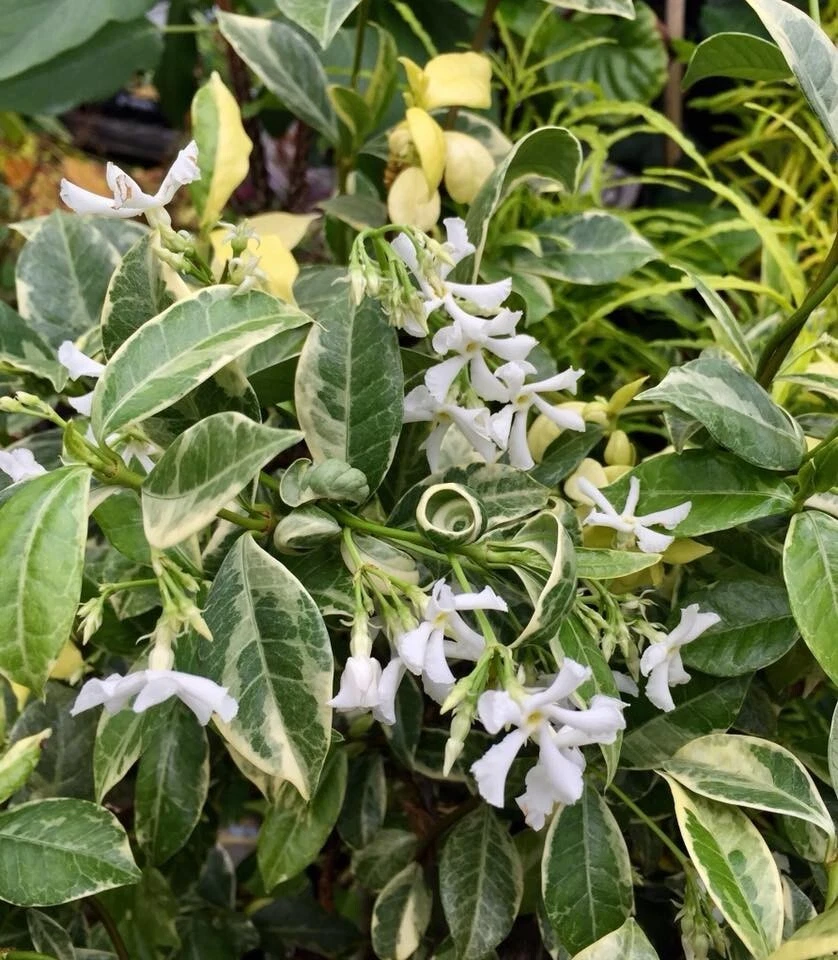 Variegated Confederate Jasmine Plant – Trachelospermum jasminoides Rooted Starter Vine with Cream Edges, Hardy Evergreen Garden Climber