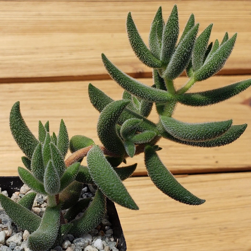 Crassula mesembryanthemoides ‘Hispida’ Succulent in 2" Pot Frosted Textured Cactus-Like Plant Indoor Garden