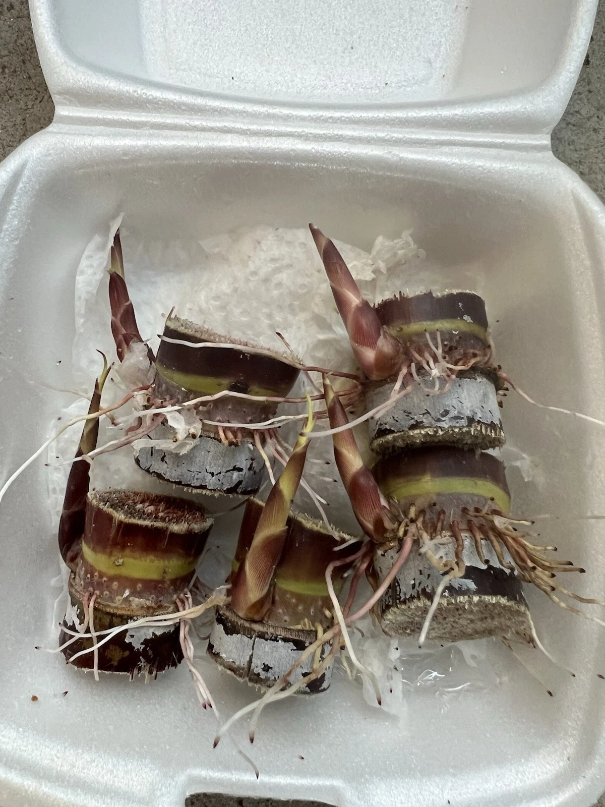 Dark Purple Sugarcane Rooted Cuttings – 5 Live Saccharum officinarum Plant Pieces for Propagation and Gardening