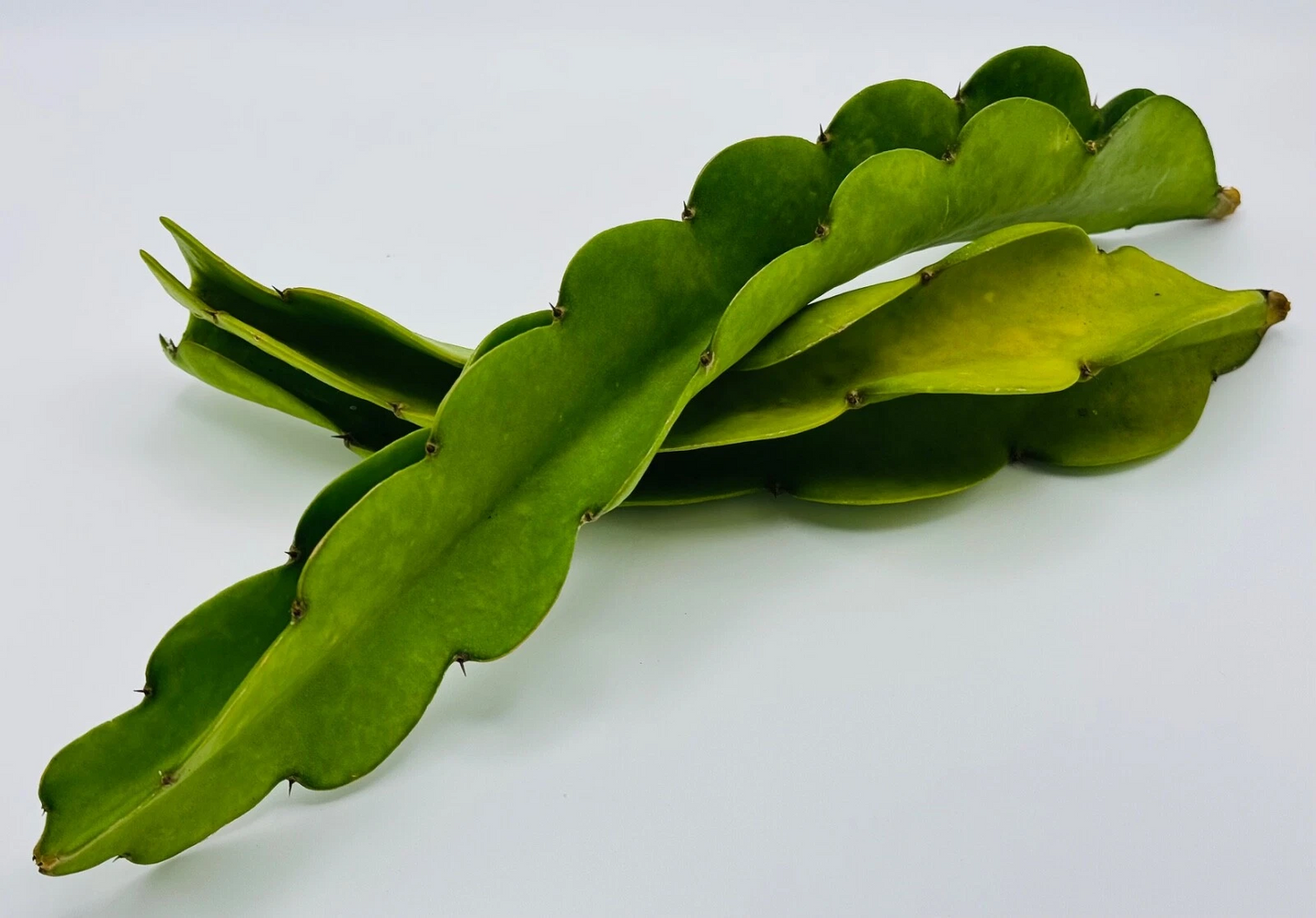Red Dragon Fruit Cuttings – 2 Pitahaya Vines with 10+ Inch Hylocereus Stems for Easy Rooting and Trellis Growing