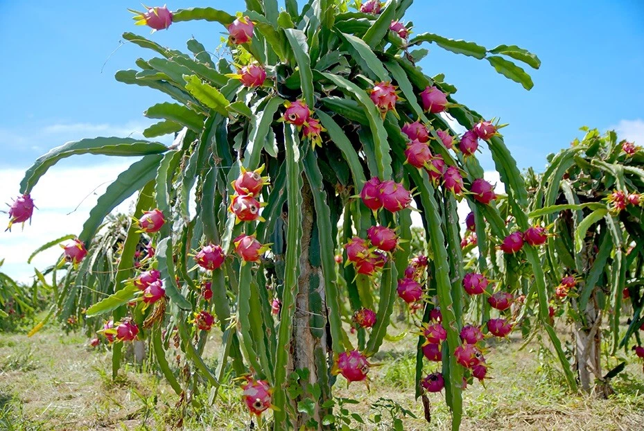 Vietnamese White Dragon Fruit Cuttings – 3 Fresh 12-Inch Pitaya Rooting Cuttings – Hylocereus undatus