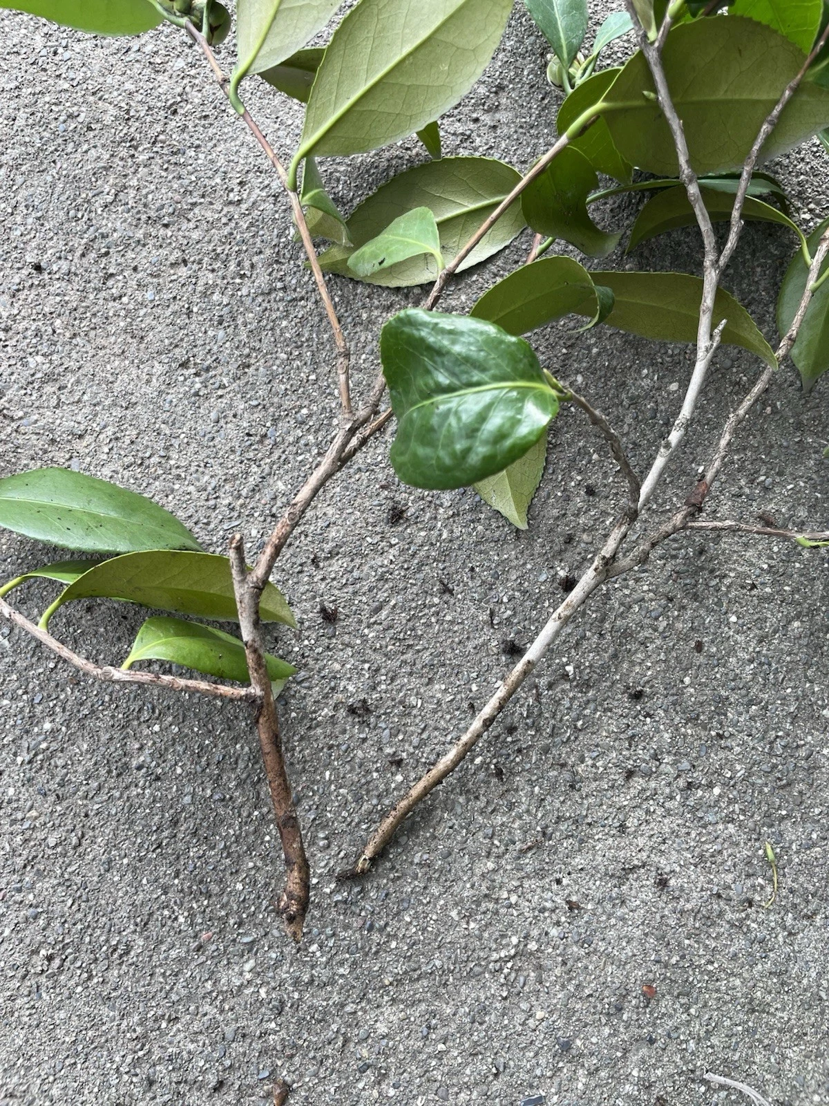 Camellia Japonica Cuttings – Fresh Pink and White Live Branch for Propagation, Garden Planting, Flowering Shrubs