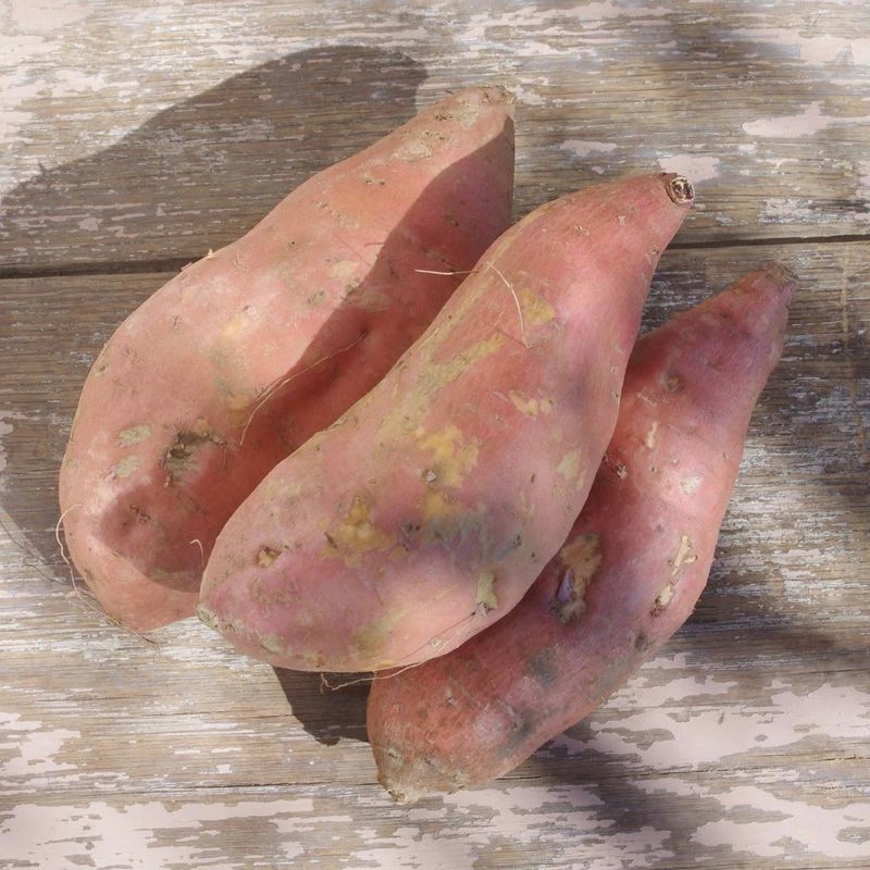 Beauregard Sweet Potato Slips – Organic Orange Flesh Starter Plants – Live Vining Vegetables for Garden, Raised Beds, Full Sun