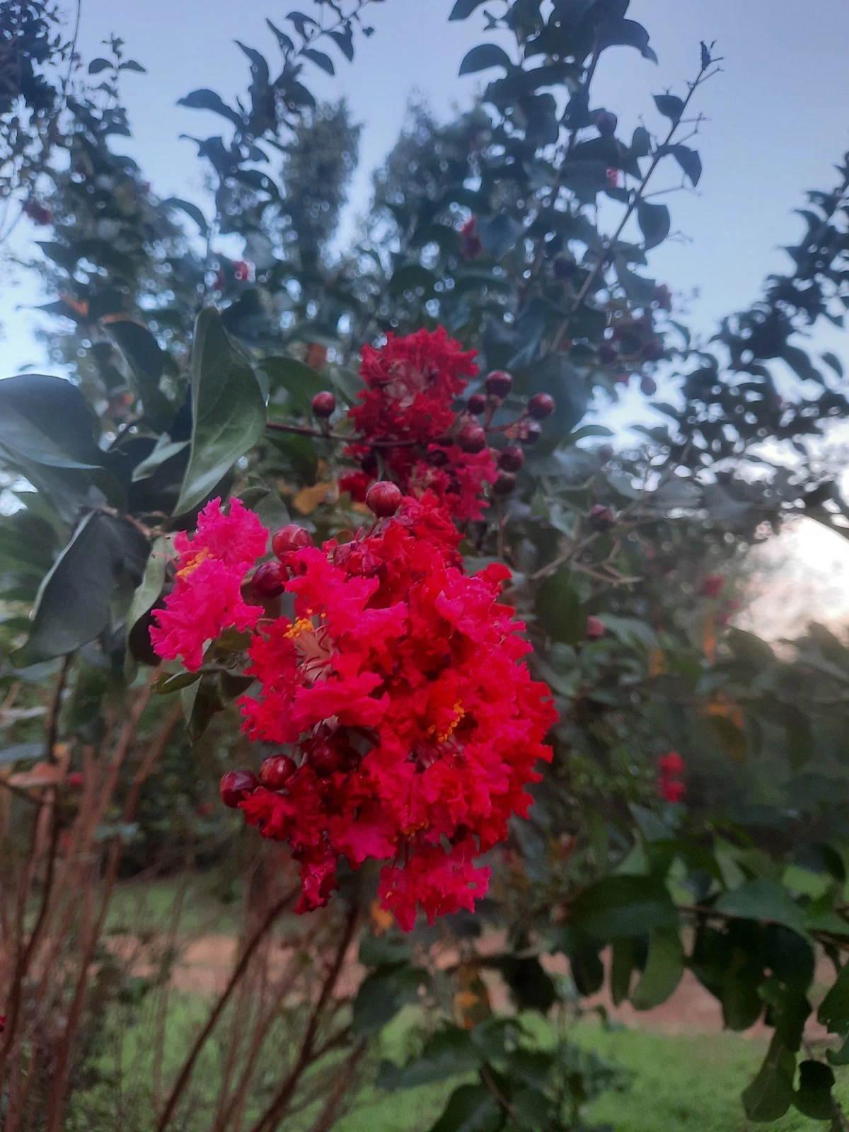 Dynamite Red Crepe Myrtle Cuttings – 10 Unrooted Lagerstroemia indica Stems for Propagation and Planting