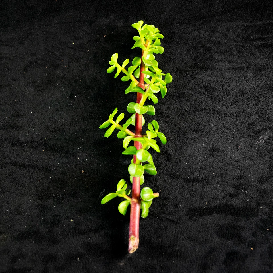 Elephant Bush Succulent Cuttings – 30 Unrooted Portulacaria afra Propagation Plant for Indoor Outdoor Gardening