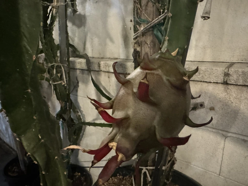 Dragon Fruit Cuttings – 4 Fresh 8–12in Hylocereus Climbing Cactus for Propagation, Edible Garden, Cactus Lover