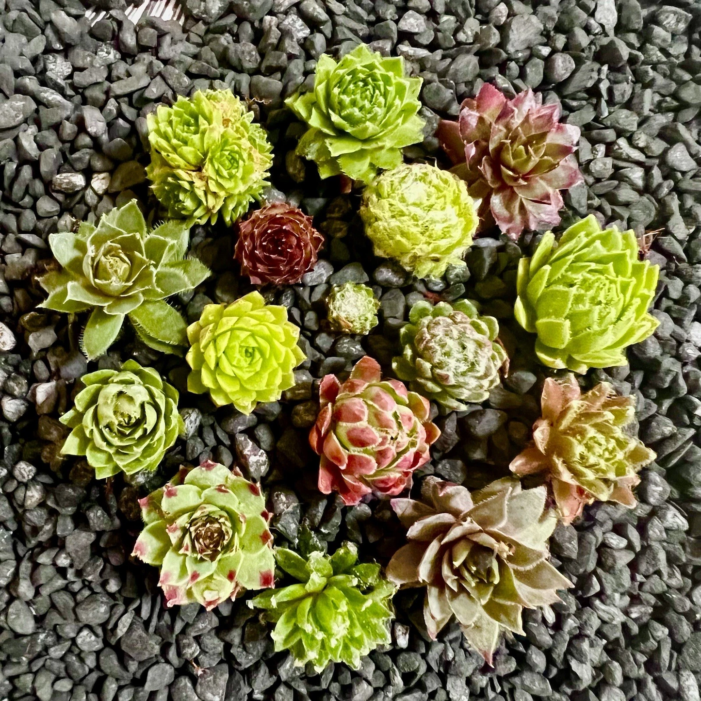 10 Baby Sempervivum Hens & Chicks Set – 10 Varieties, Hardy Succulents, Live Outdoor Indoor Starter Plants, Cold-Tolerant Sempervivum