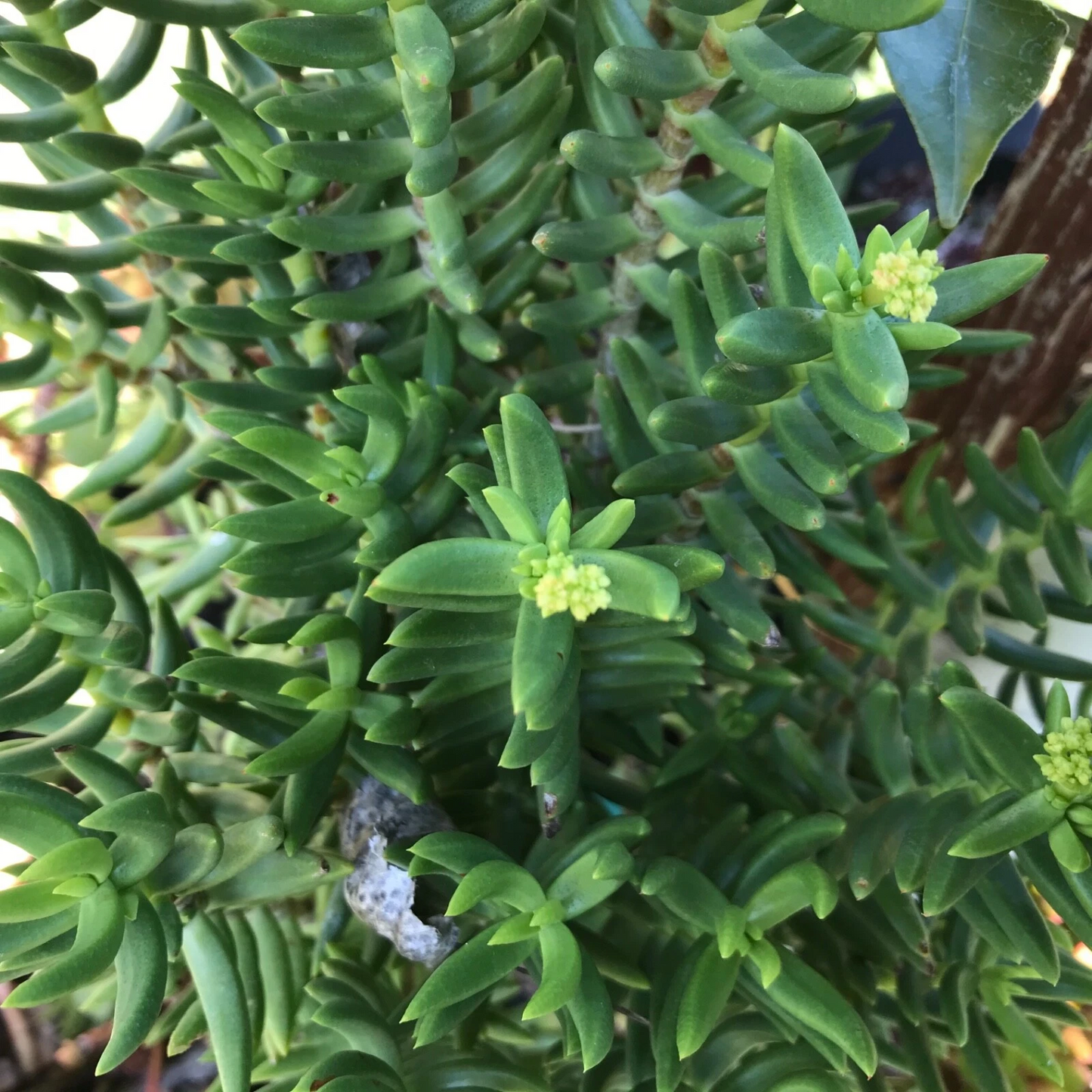 Mini Pine Tree Succulent Cuttings Set of 4, Crassula tetragona Bonsai-Style Indoor Plants for Pots & Beginners