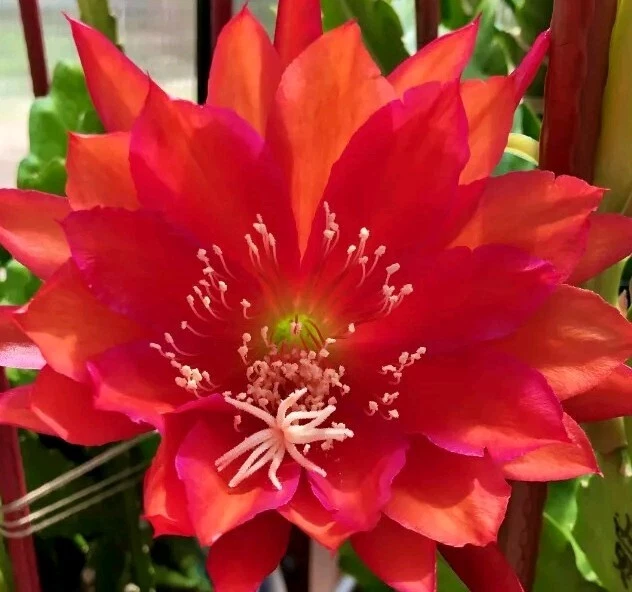 German Empress Epiphyllum Cutting – Rare Red Orchid Cactus Stem for Rooting, Live 6+ Inch Succulent Plant