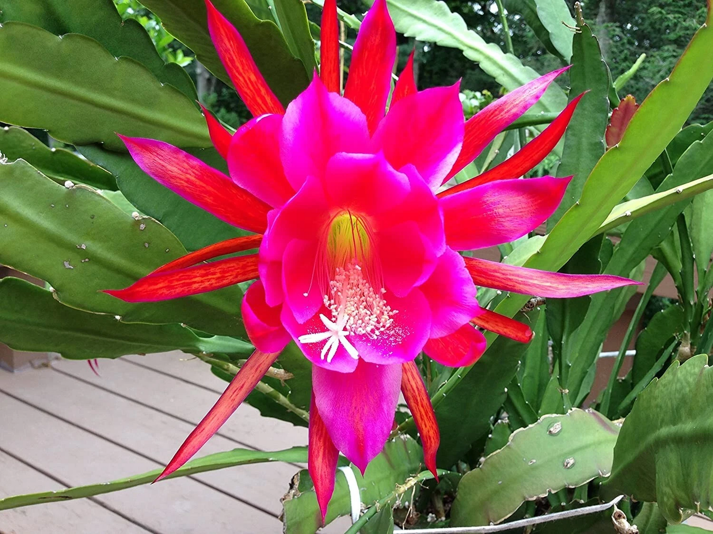 Rosy Swirl Orchid Cactus Cuttings – 2 Epiphyllum Plant Segments for Propagation, Succulent Stems with Vibrant Blooms