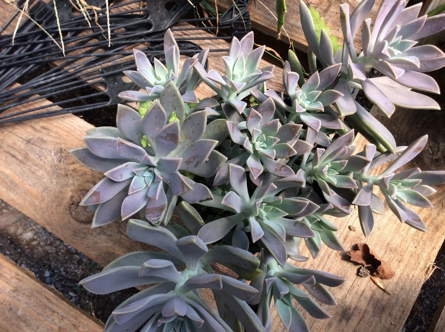 Ghost Plant Succulent Cuttings – 2 Live Graptopetalum paraguayense, Gray Rosette, 2–4 Inches, Easy Care Indoor Outdoor Plant