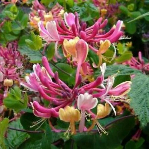 Candy Swirl Honeysuckle Rooted Starter Plant – Lonicera Climbing Vine for Trellis, Fence, Garden Bed