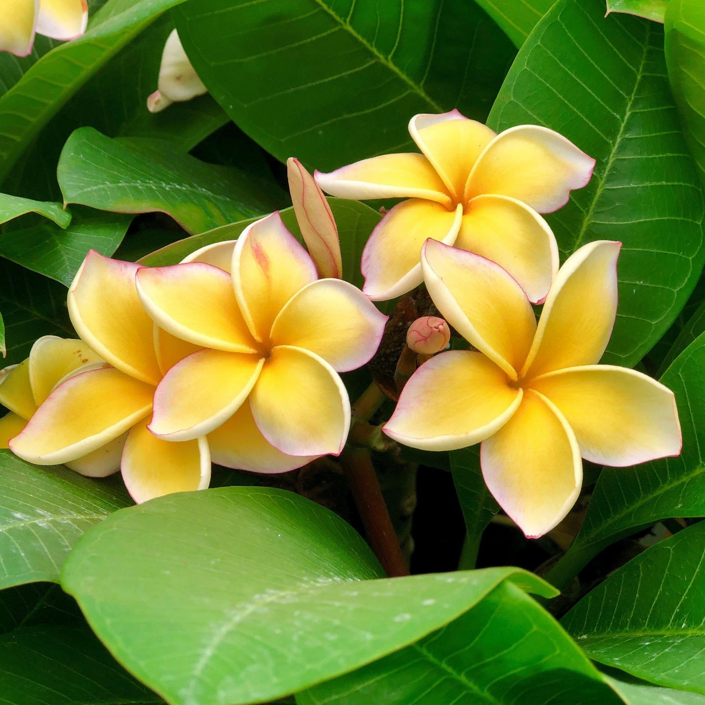 Yellow Plumeria Cuttings – 2 Unrooted 10 Inch Frangipani Stems for Tropical Garden, Flowering Tree, Yellow Blooms, Plumeria alba