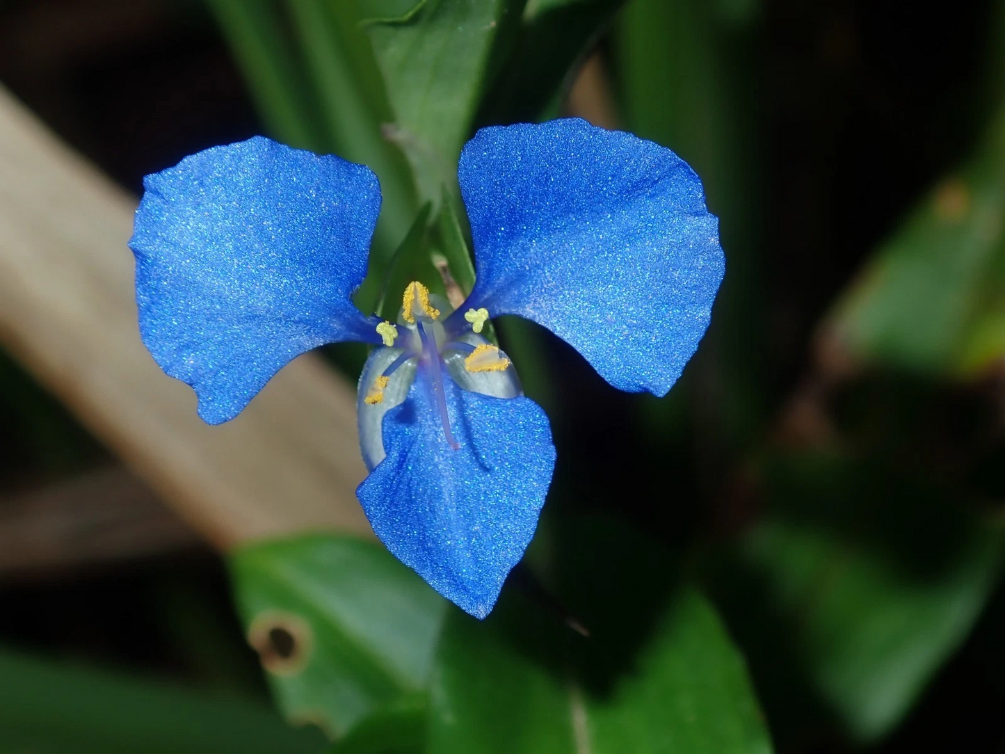 Commelina cyanea “Spiderwort” Houseplant Cuttings – Trailing Green Stems for Indoor Garden, Hanging Basket, Easy Care, Fresh Plant Material