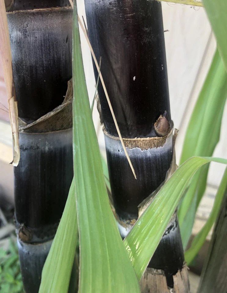 Sugarcane Rooted Cuttings – 2 Live Saccharum officinarum Starts for Tropical Garden Planting