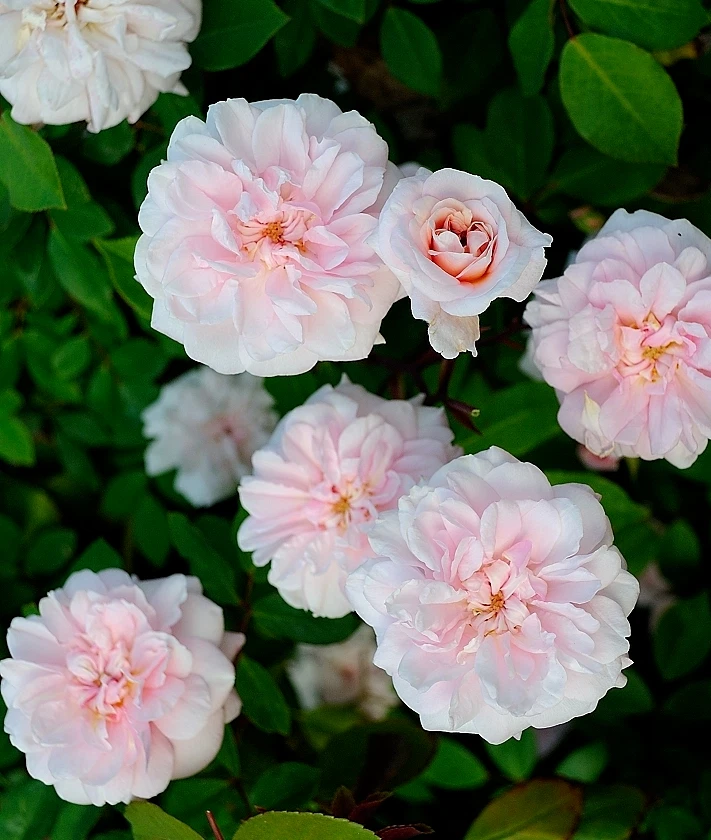 Cecile Brunner Rose Cuttings – 8 Live Rosa ‘Cécile Brünner’ Antique Pink Rose Bush Propagation Stems