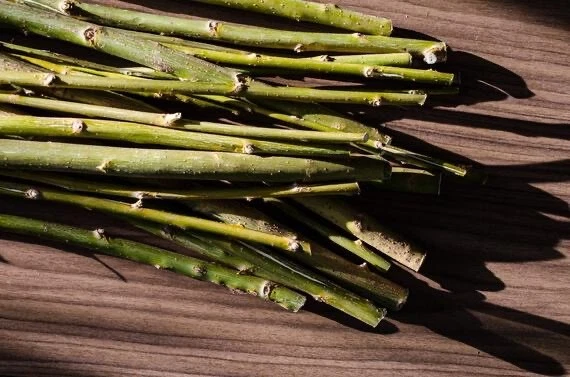 Willow Tree Cuttings – 20 Fresh Unrooted Globe & Corkscrew Willow for Fast Growing Shade Trees