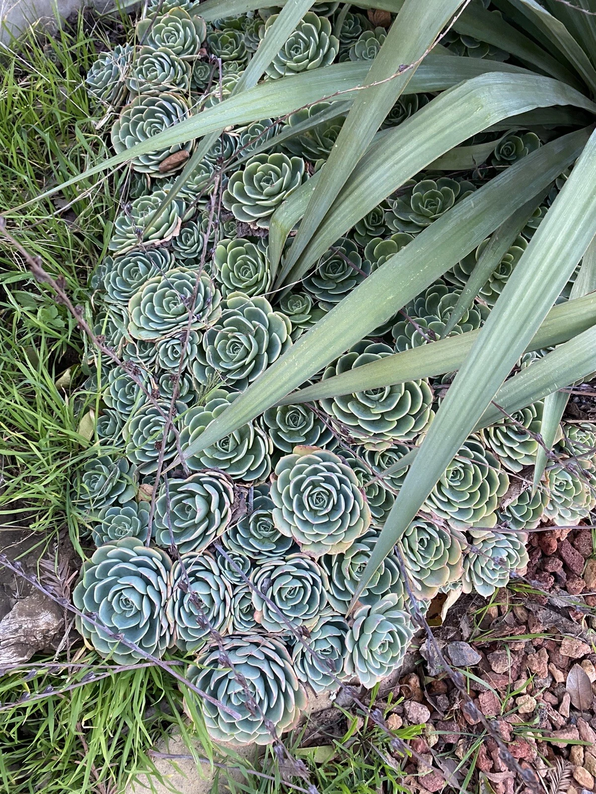Echeveria secunda Cuttings – 5 Piece Pack, 3-Inch Rosette Succulents, Fresh Healthy Plants for Pots, Arrangements & DIY Projects
