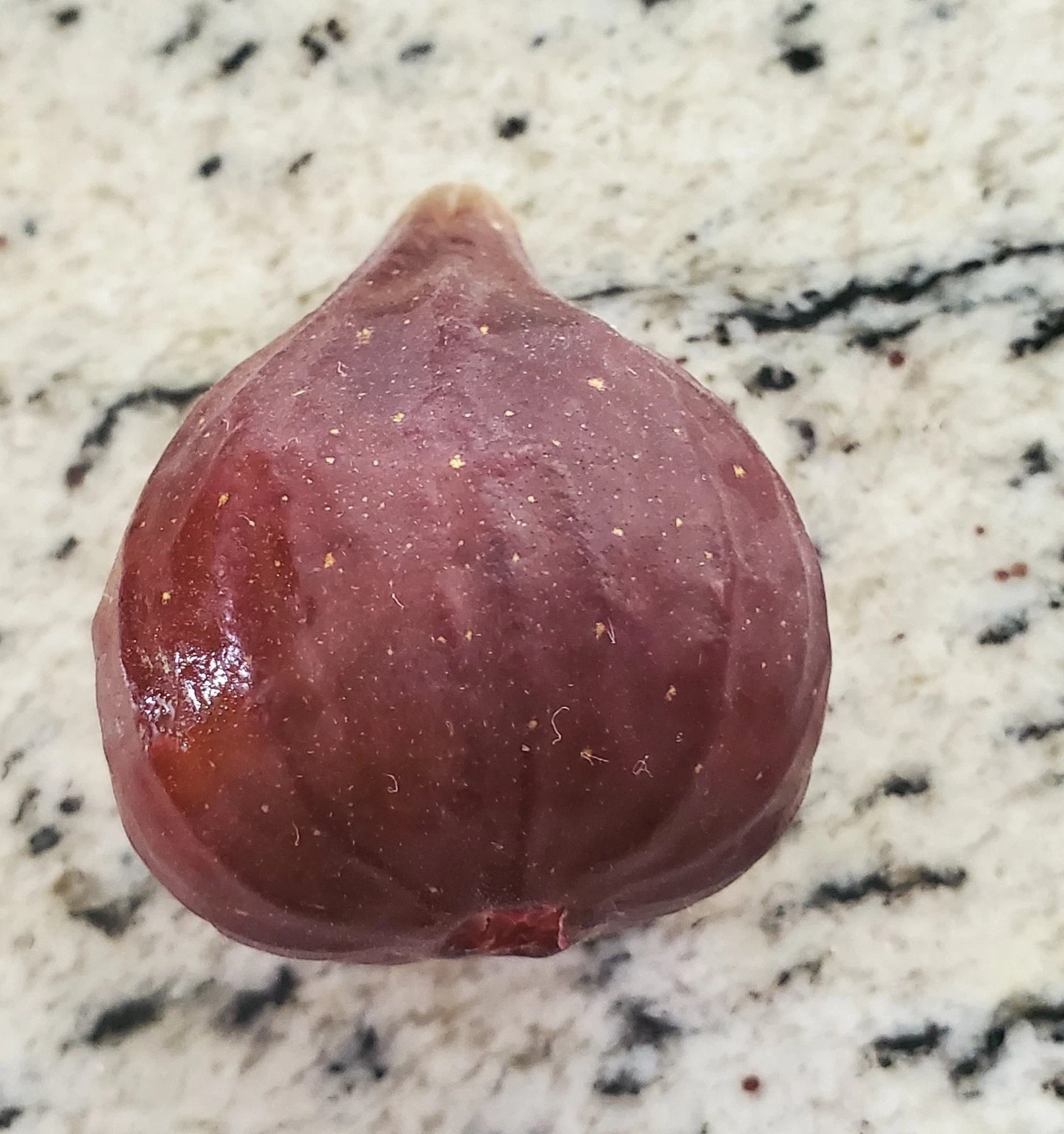 Brown Turkey Fig Unrooted Cuttings – 25 Ficus carica Propagation Cuttings, 10 Inch Long Deciduous Fruit Tree for Gardening