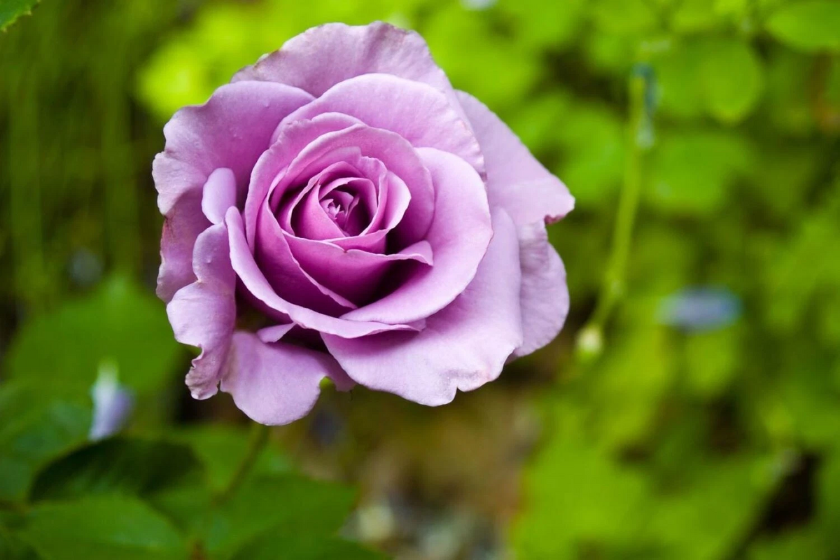 Cherry Brandy Rose Cuttings - 20 Unrooted Purple Stems for Garden Propagation - Rosa ‘Cherry Brandy’