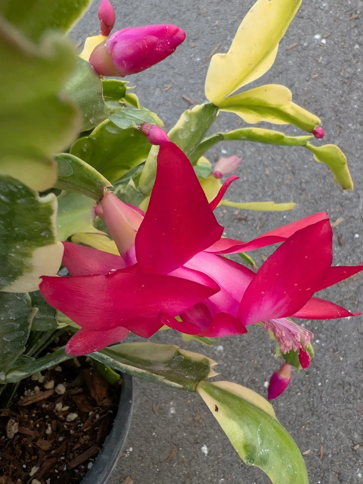 Variegated Christmas Cactus Cuttings – 3 Live Schlumbergera Hybrid Succulent Houseplants for Propagation